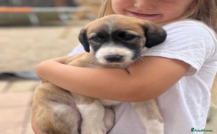 Mixed Breed dogs - Advert 11