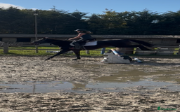 English Thoroughbred horses for sale: X2 safe stunning geldings alrounders - Image 20