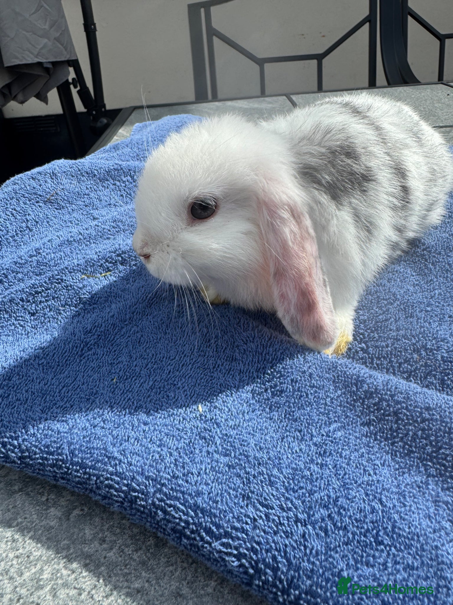 Mini Lop rabbits Mini lops  - Advert 14