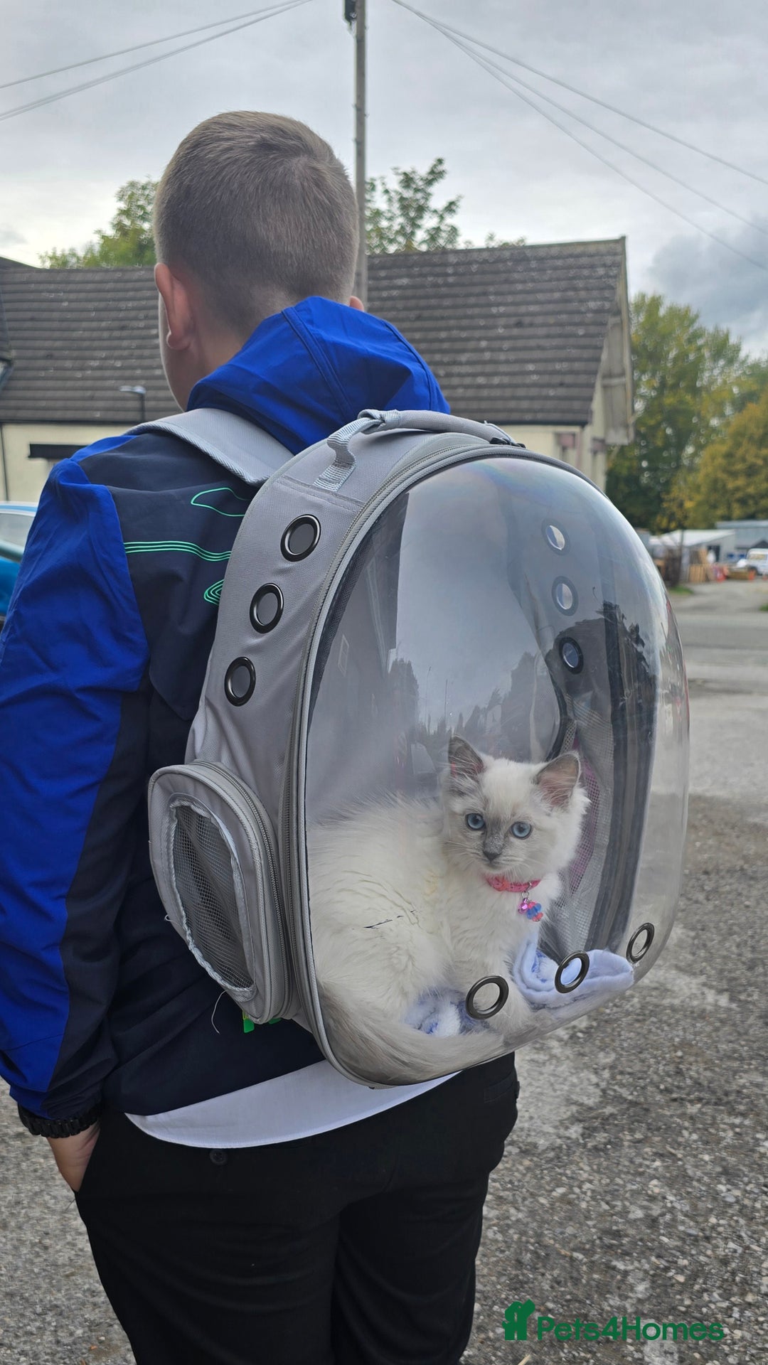 Ragdoll cats for sale: 🐈READY NOW, LOOKING FOR HER FOREVER HOME  - Image 4