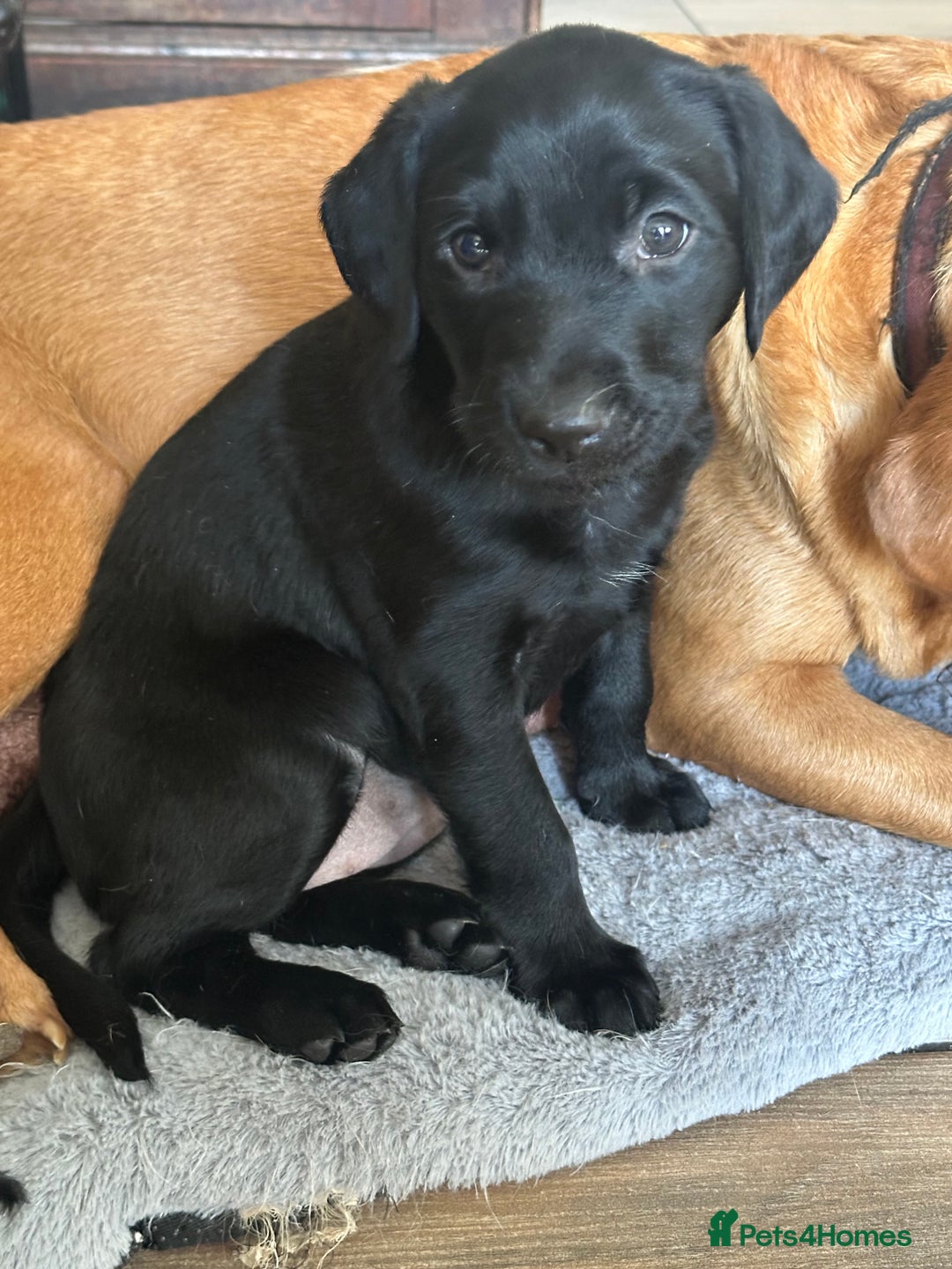 Labrador Retriever dogs for sale: Velvet black old English Labrador puppies  - Advert 4