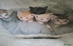 Bengal cats for sale: Ready now Beautiful Bengal kittens  - Image 11