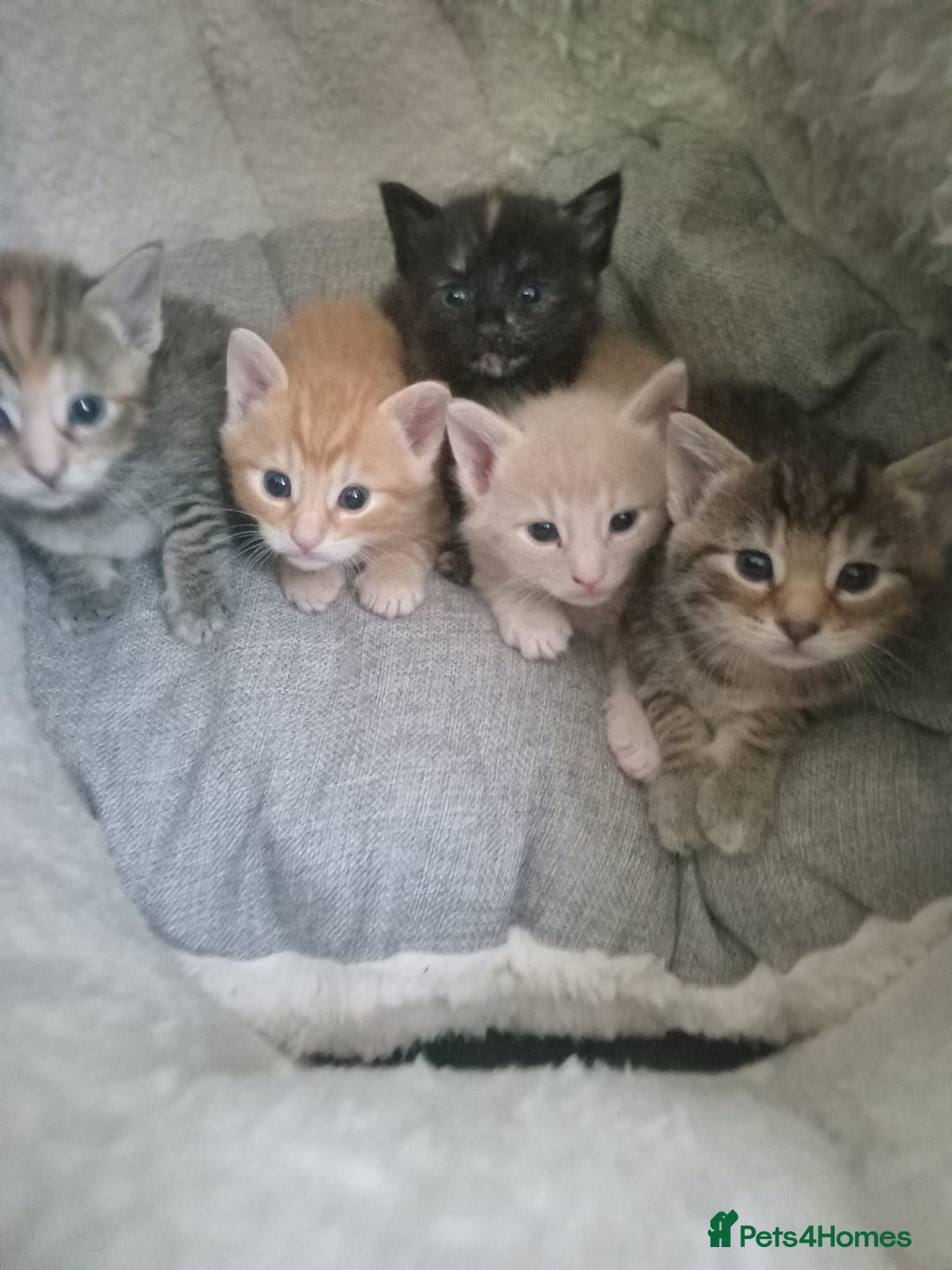 Bengal cats for sale: Ready now Beautiful Bengal kittens  - Image 11