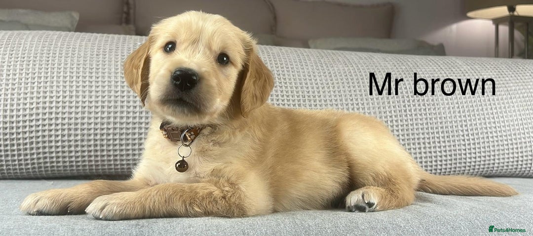 Golden Retriever dogs for sale: KC GOLDENS FROM HIP ELBOW DNA GOOD LINEAGE - Advert 5