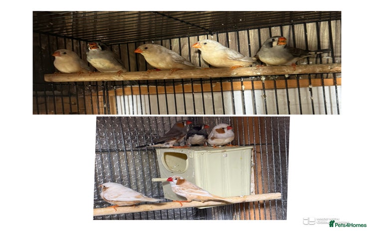 Finches birds - Advert 2