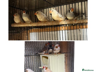 Finches birds - Advert 5