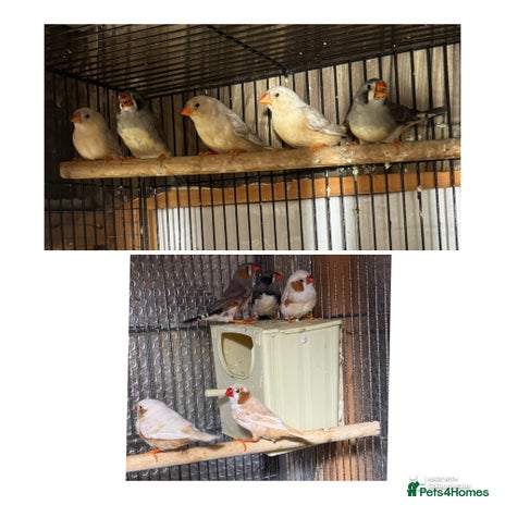 Finches birds - Advert 7