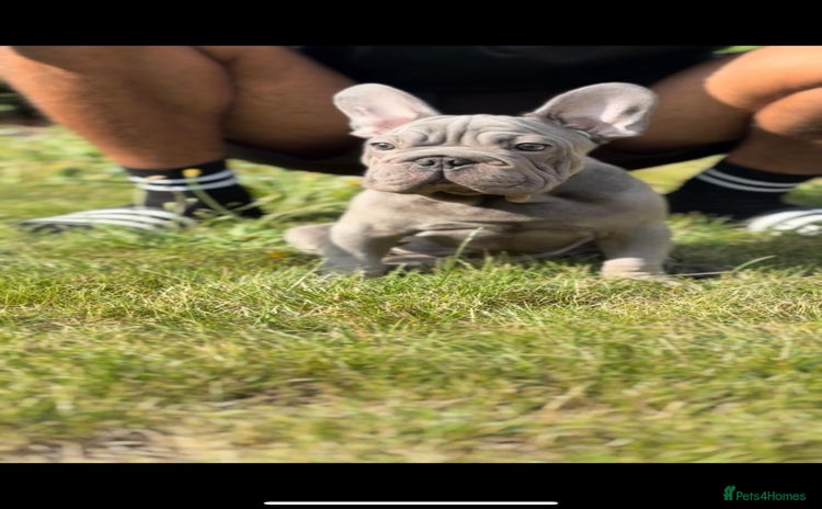 French Bulldog dogs - Advert 7