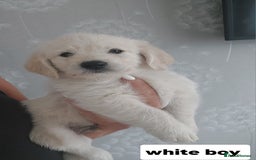Labradoodle dogs for sale: Beautiful labradoodle pups  - Image 20