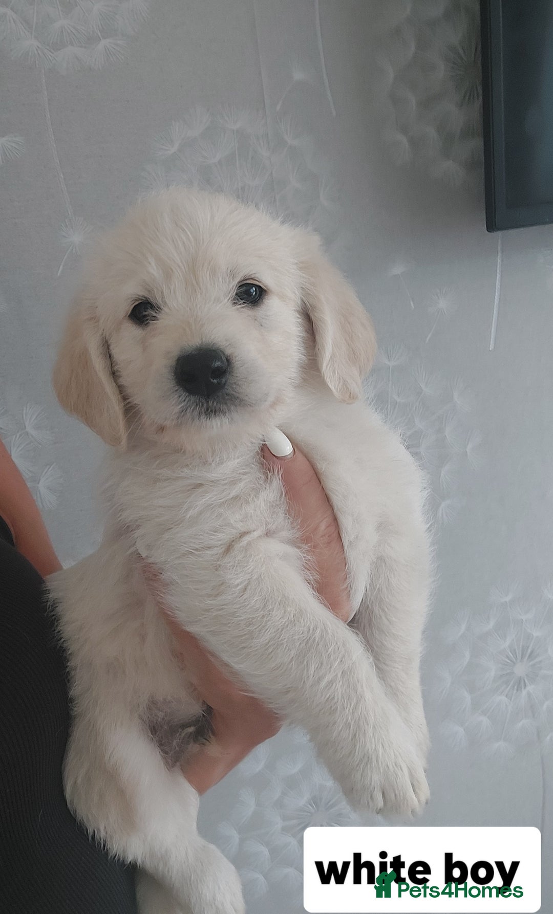 Labradoodle dogs for sale: Beautiful labradoodle pups  - Image 20
