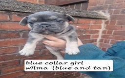 French Bulldog dogs for sale: 6 beautiful frenchies  - Image 11