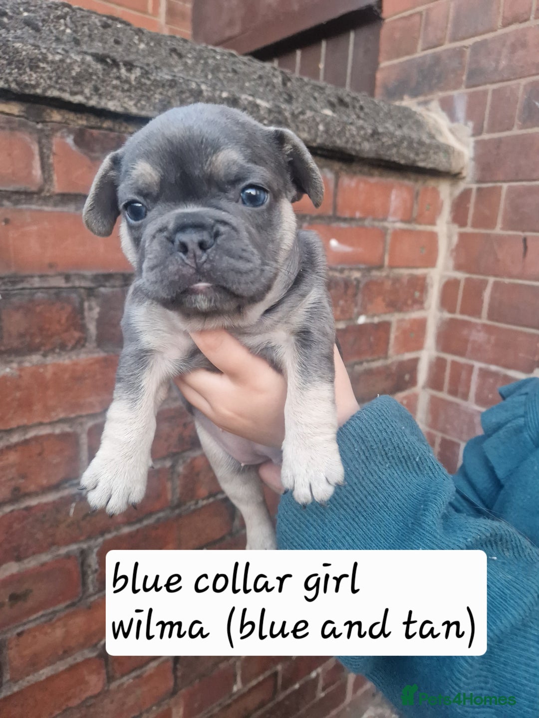 French Bulldog dogs for sale: 6 beautiful frenchies  - Image 11
