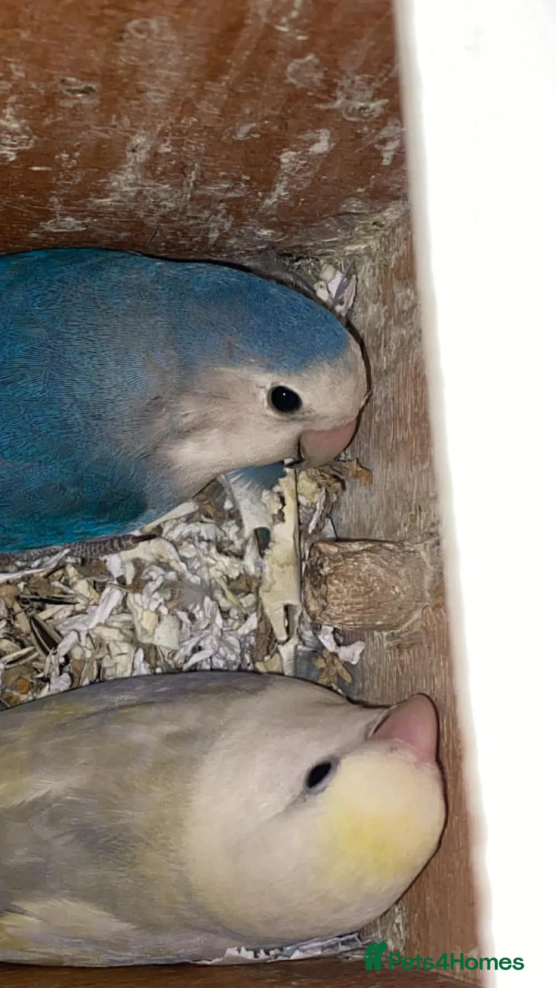 Lovebirds birds for sale: 2 PAIRS OF LOVE Birds - Advert 5