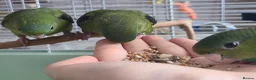 Parakeets birds for sale: Lineolated Parakeets - Advert 6