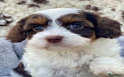 Cavapoo dogs for sale: Toy Cavapoo puppies  - Image 3