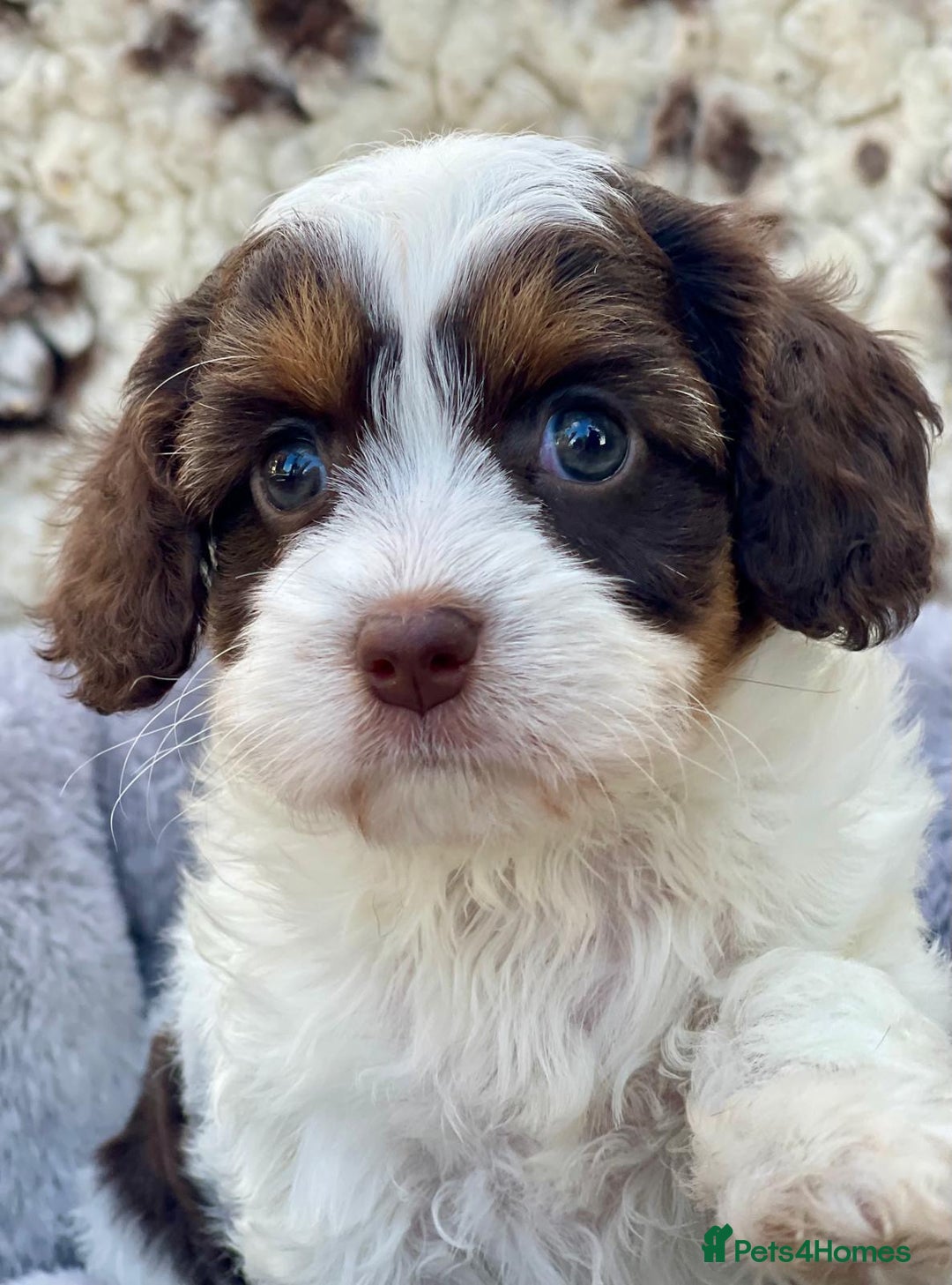 Cavapoo dogs for sale: Toy Cavapoo puppies  - Image 3