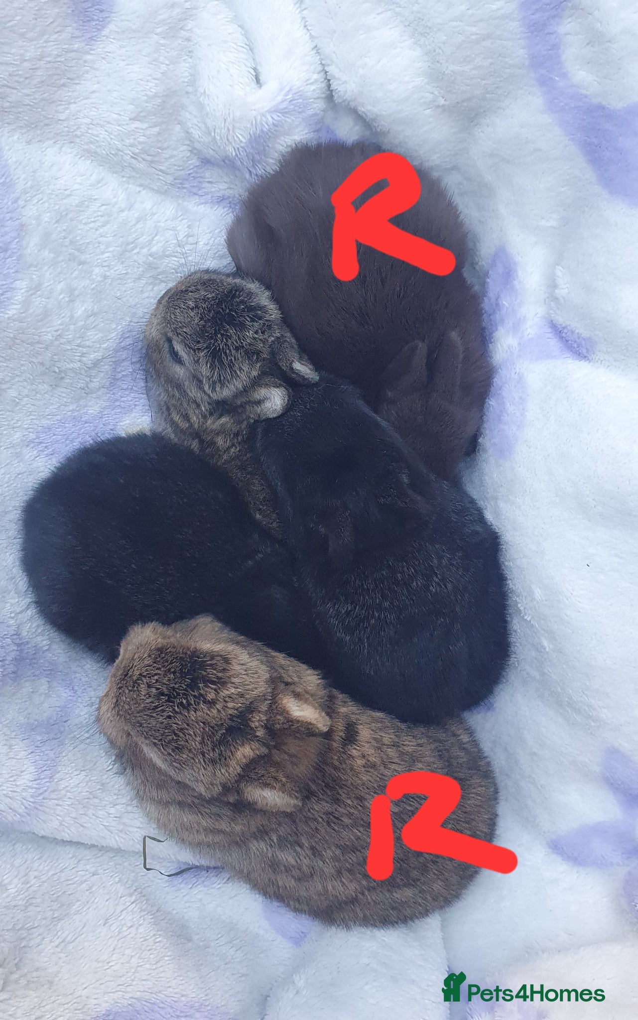 Netherland Dwarf rabbits Netherland Dwarf Kits  - Advert 10
