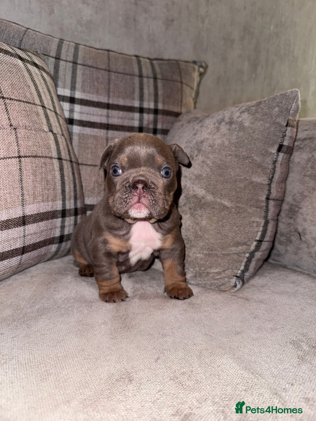 English Bulldog dogs for sale: English Bulldogs ready to leave 10/12/25  - Advert 4
