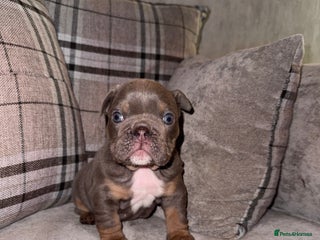 English Bulldog dogs Adorable little English Bulldogs - Advert 17