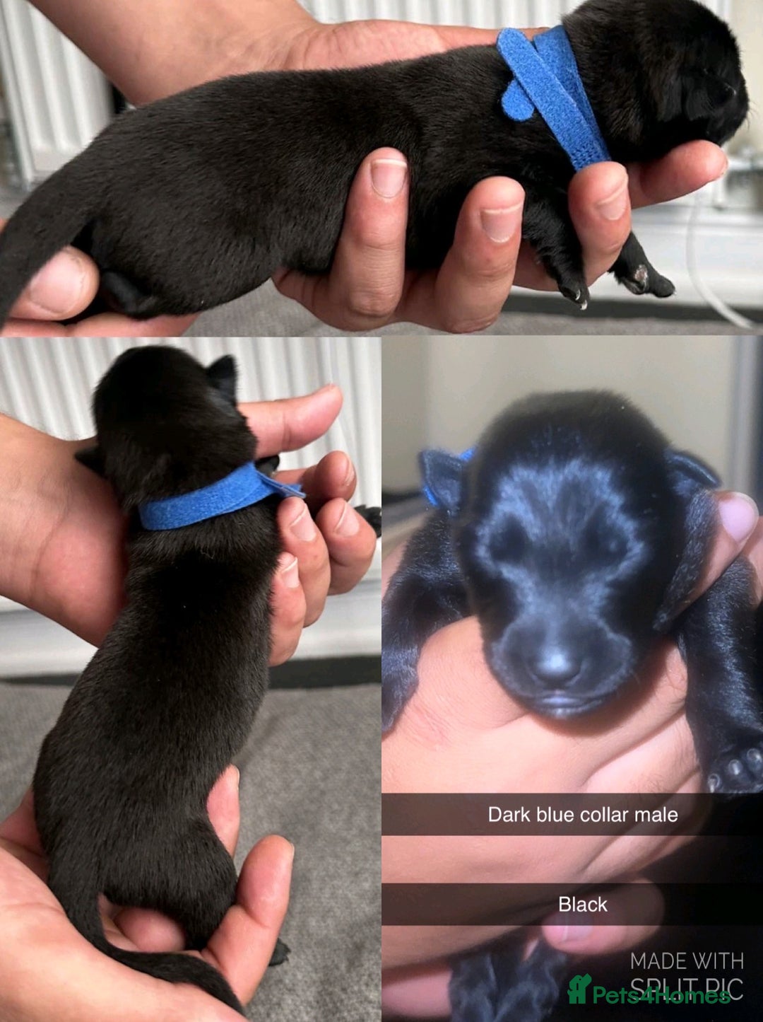 Belgian Shepherd Dog dogs for sale: JOKERLampak9🔥Narla VVk9🔥 belgian Malinois puppys - Image 3