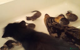 Bengal cats for sale: 6 Beautiful, Healthy Kittens - Image 18