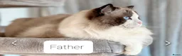 Ragdoll cats for sale: Stunning Chunky Ragdoll Male - TICA Registered  - Advert 13