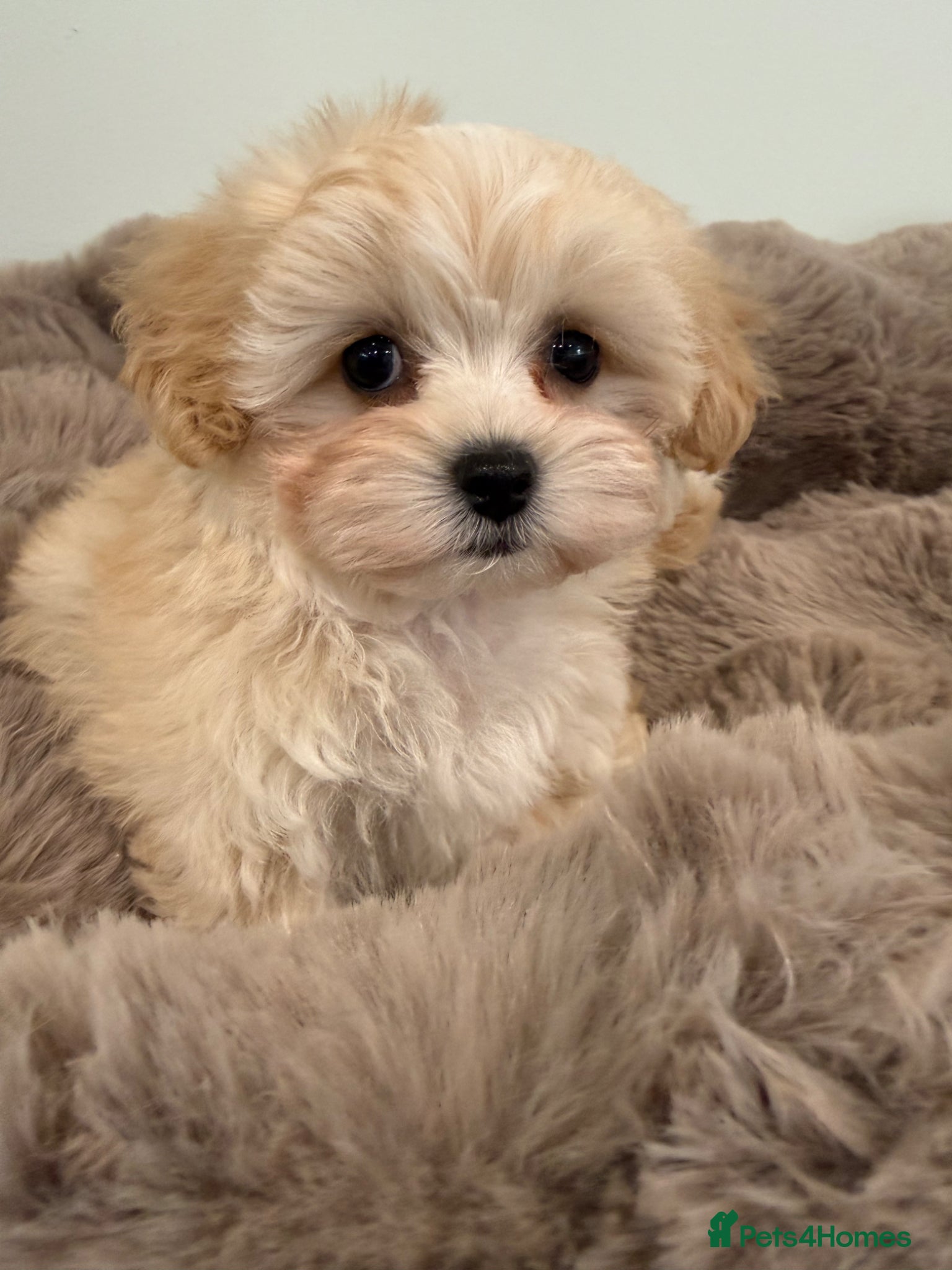Maltipoo dogs Korean lined, f1. Fully dna & health tested   - Advert 1