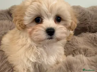 Maltipoo dogs Korean lined, f1. Fully dna & health tested - Advert 1