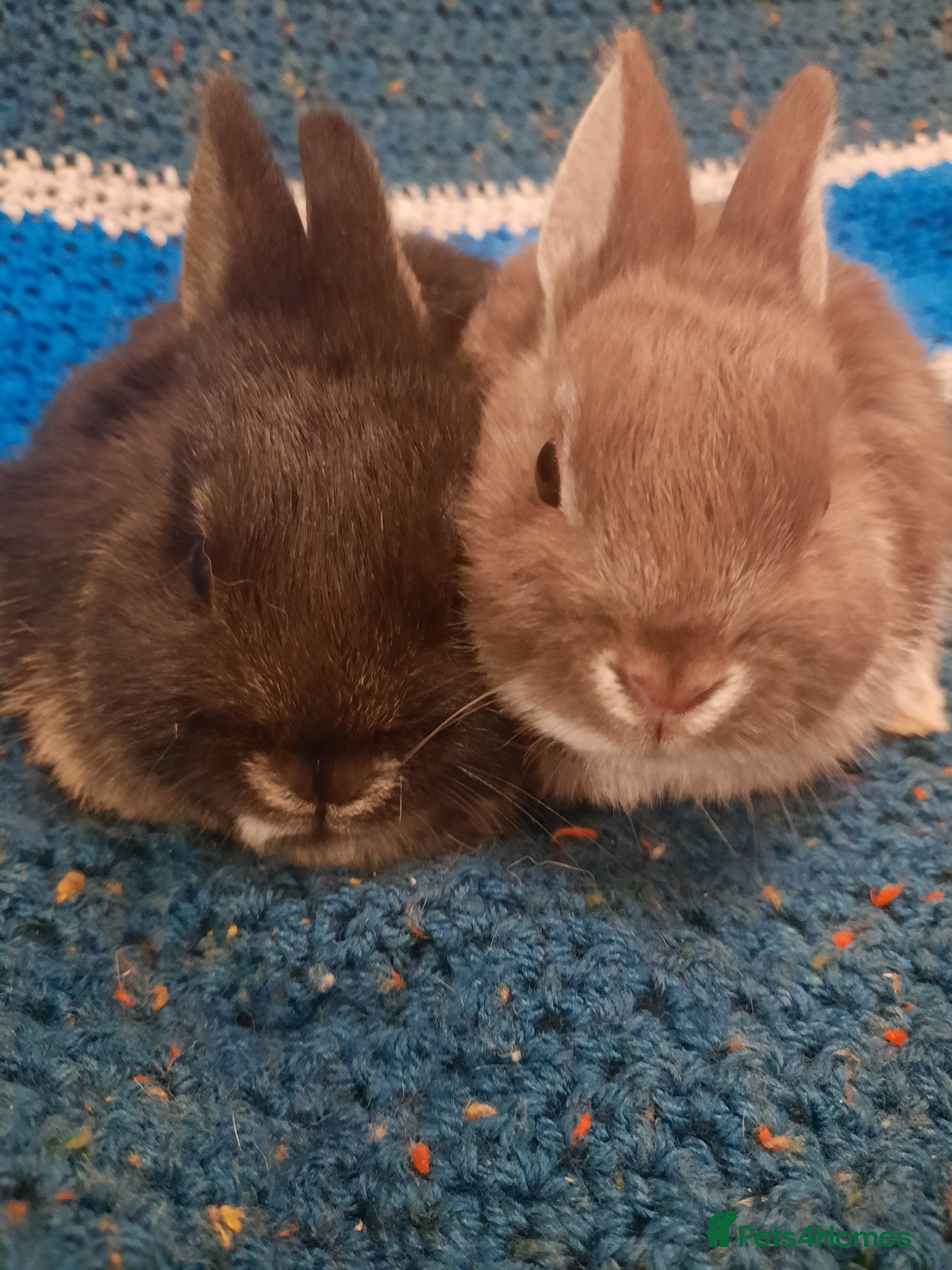 Netherland Dwarf rabbits Six Litters Of Netherland Dwarf Babies - Advert 2