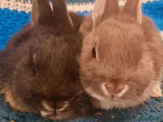 Netherland Dwarf rabbits Six Litters Of Netherland Dwarf Babies - Advert 2