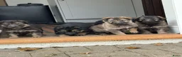 German Shepherd dogs for sale: Pure bred Straight Back German Shepherds - Advert 10