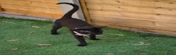 Oriental cats for sale: Lovely black oriental - Advert 2