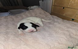 Mixed Breed dogs for sale: Schnockerpoo Puppies - Image 7