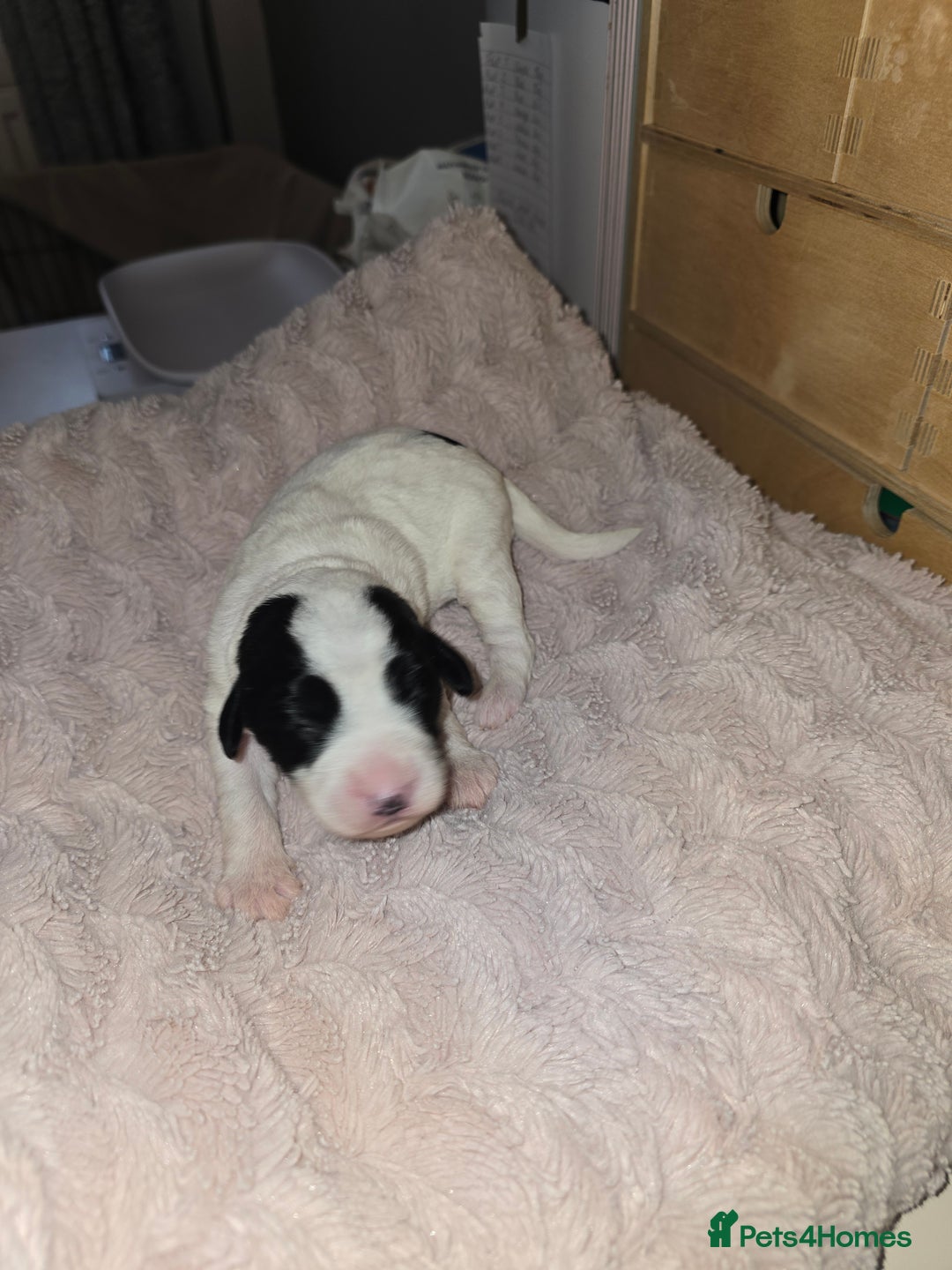 Mixed Breed dogs for sale: Schnockerpoo Puppies - Image 7