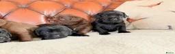 Cockerdor dogs for sale: Strong Chunky Cockerdor Puppies - Advert 5