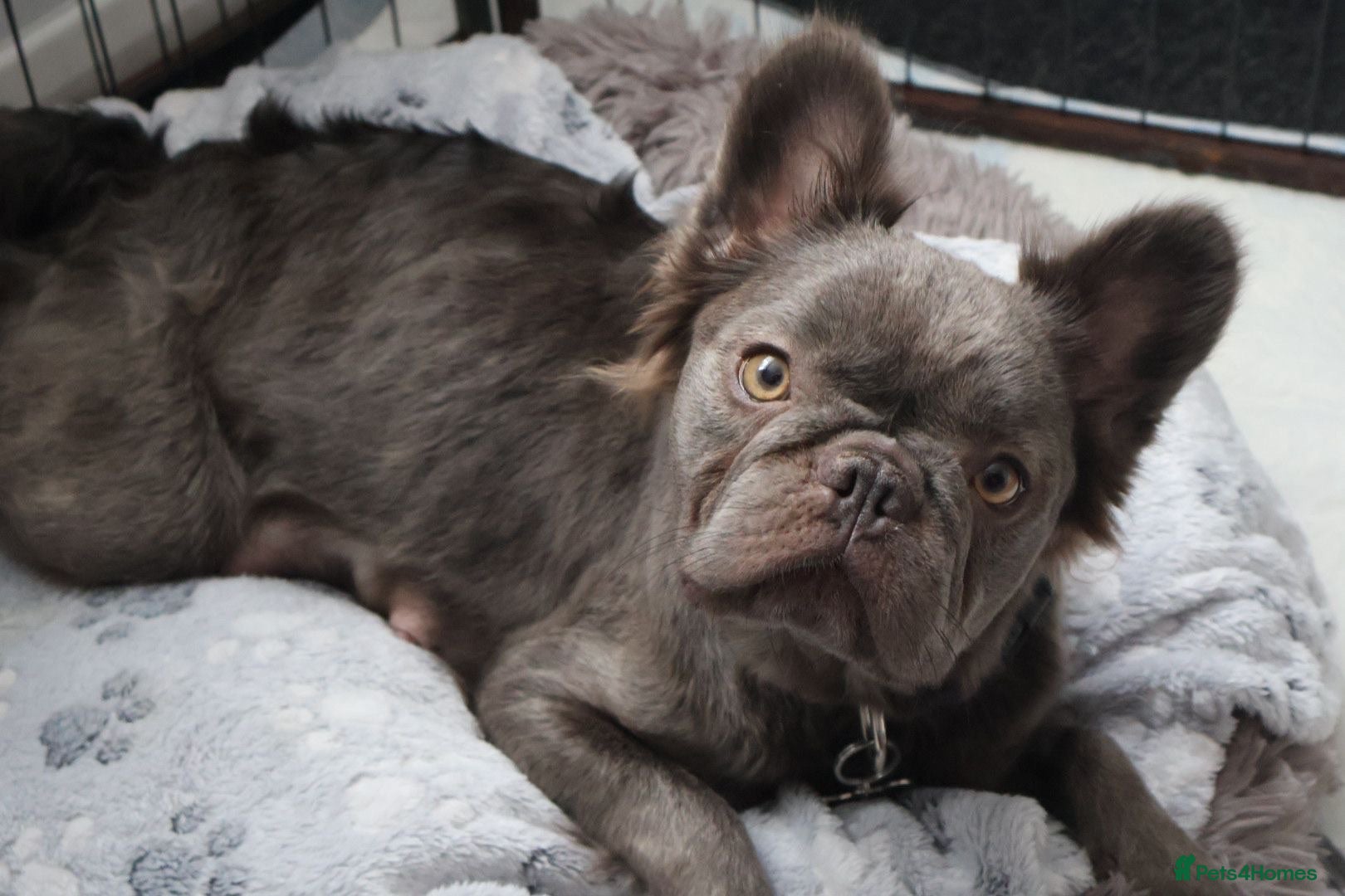 Mixed Breed dogs Labrador x Fluffy French Bulldog - Advert 1