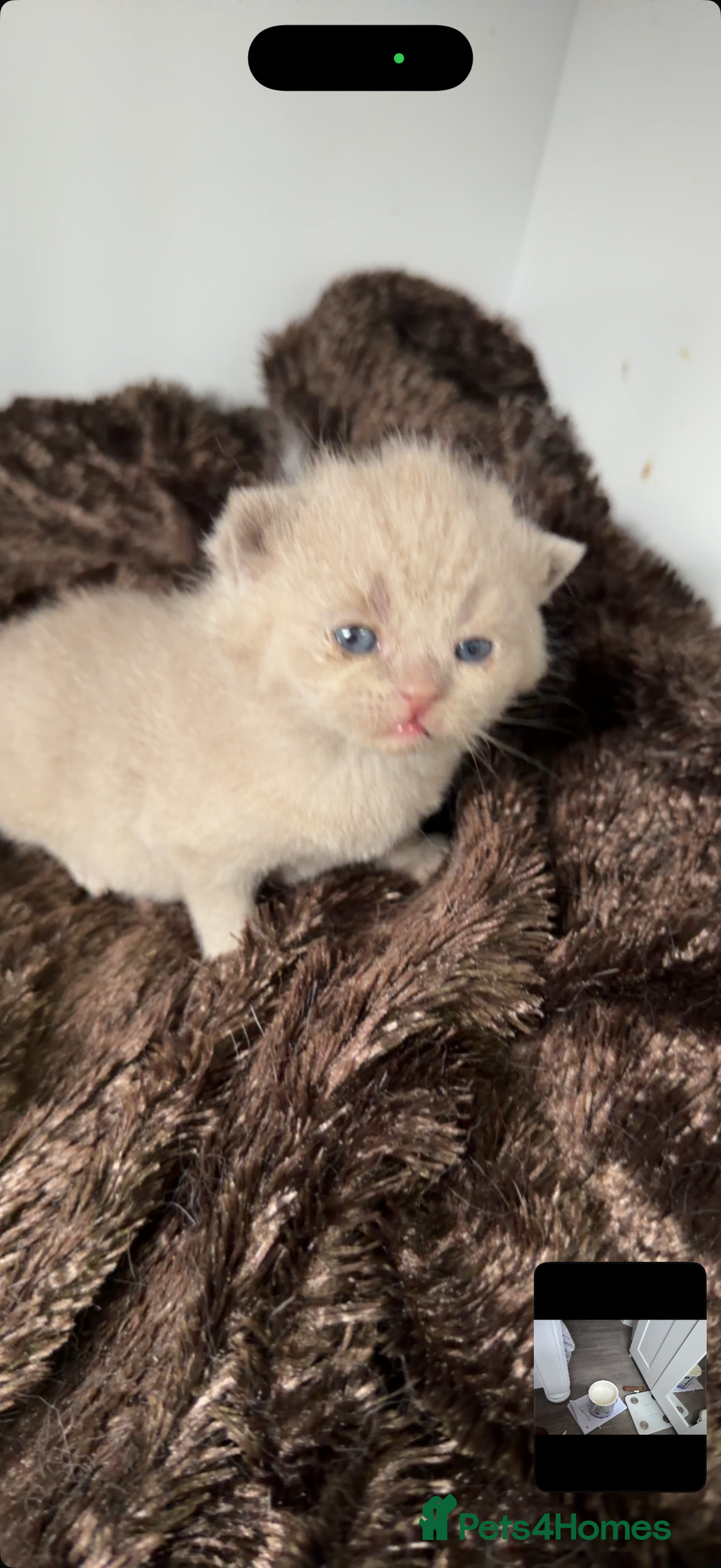 British Shorthair cats for sale: British short hair kittens  - Advert 16