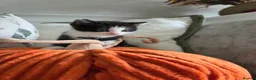 British Shorthair cats for sale: Gorgeous kittens - Advert 6