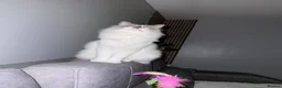 Ragdoll cats for sale: Bella - Advert 10