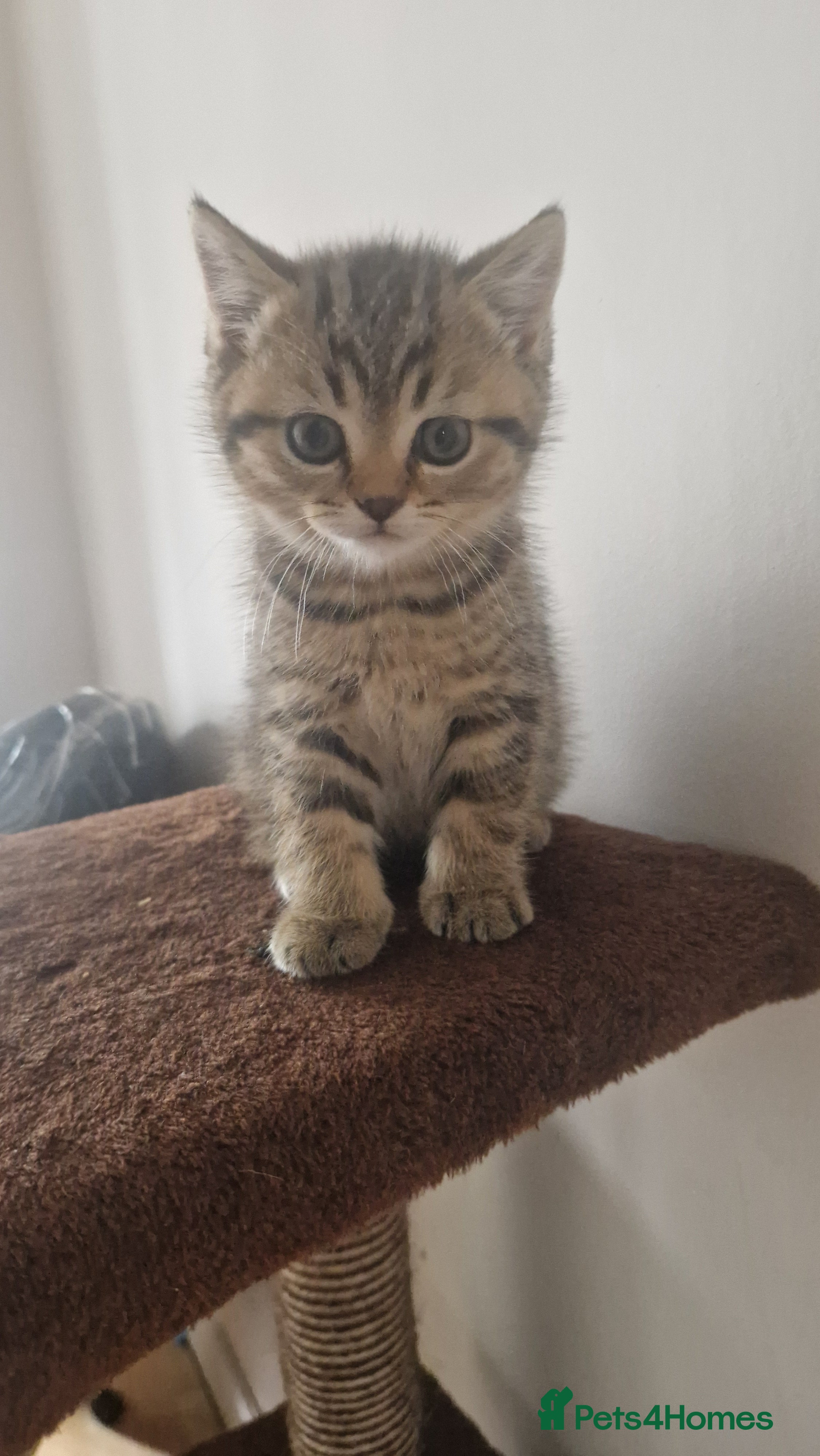 British Shorthair cats British Shorthair Brother & Sister Kittens - Advert 1