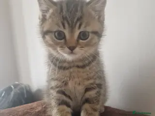 British Shorthair cats British Shorthair Brother & Sister Kittens - Advert 1
