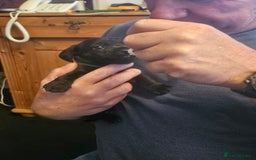 Mixed Breed dogs for sale: 1 pup available  - Image 10