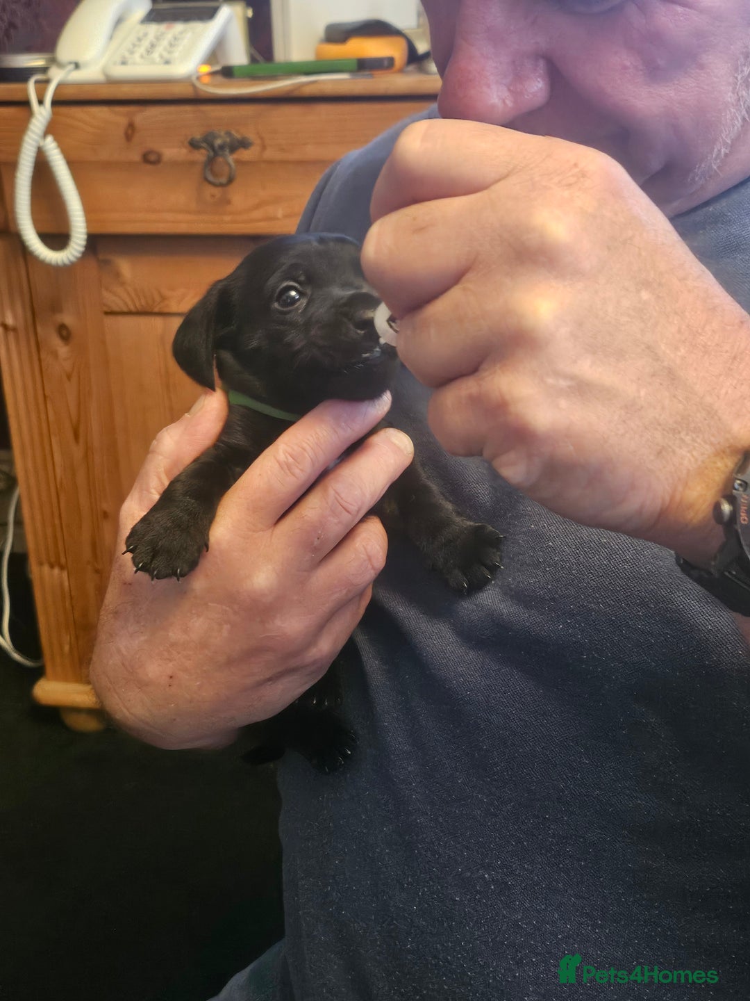 Mixed Breed dogs for sale: 1 pup available  - Image 10
