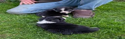 Border Collie dogs for sale: Beautiful isds registered puppies  - Advert 6