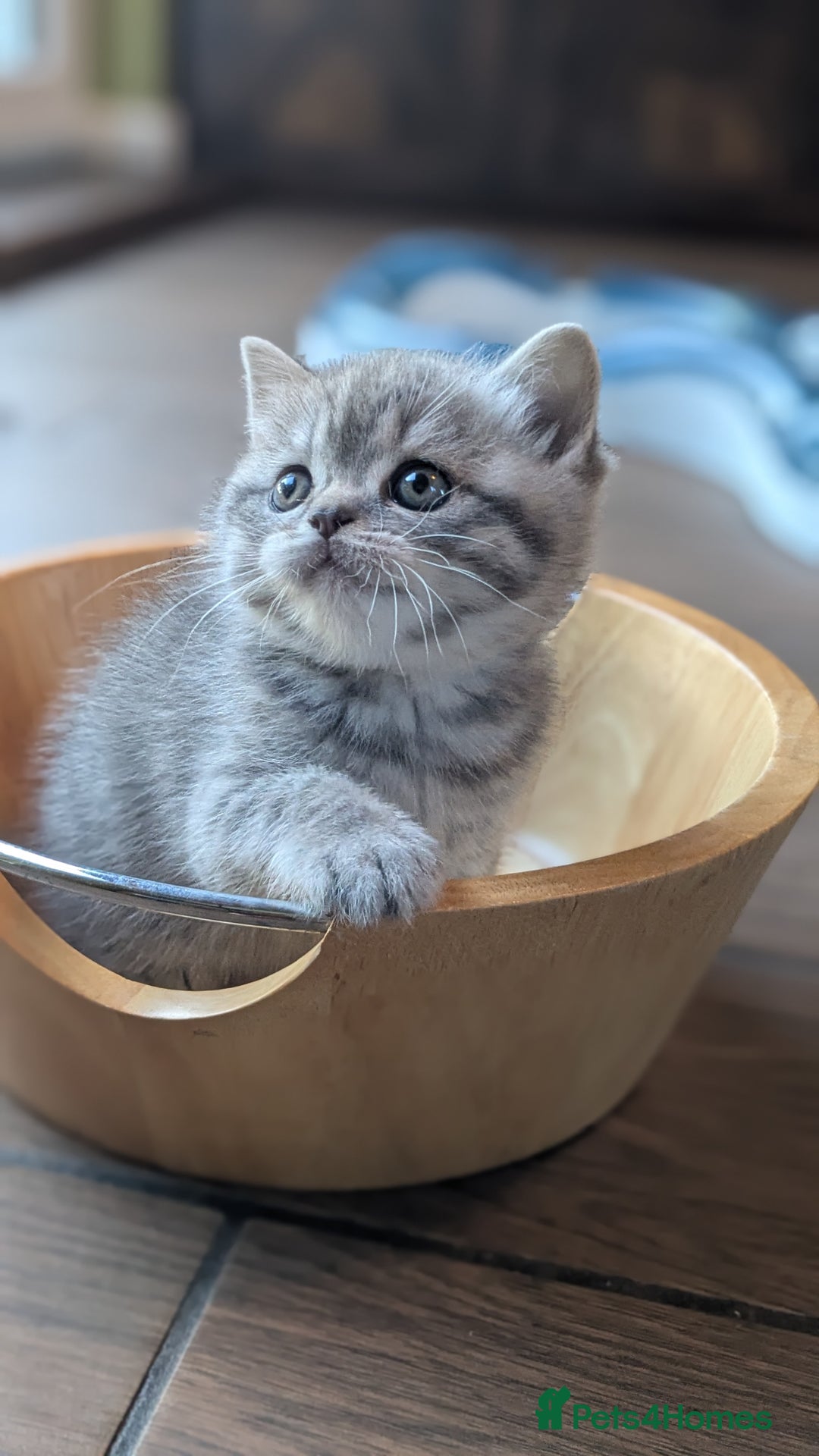 Scottish Fold cats for sale: TICA Reg. Pedigree Scottish Fold/Straight kittens  - Image 6