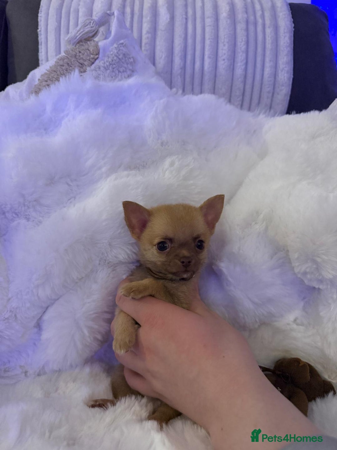 Pomchi dogs for sale: Fluffy Tiny Pomchi Puppies.🥰😍🤗 - Image 10