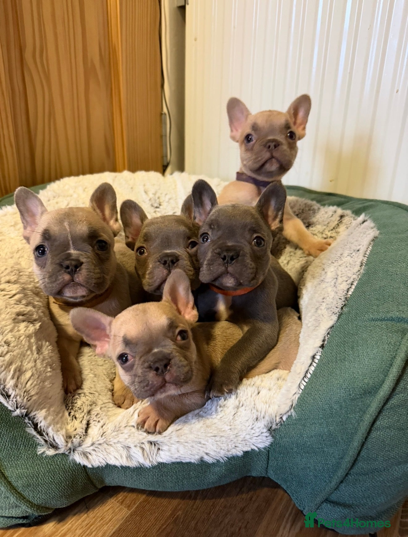 French Bulldog dogs KC Reg French Bulldog Pups  - Advert 8