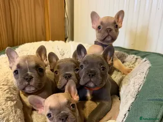 French Bulldog dogs KC Reg French Bulldog Pups - Advert 8