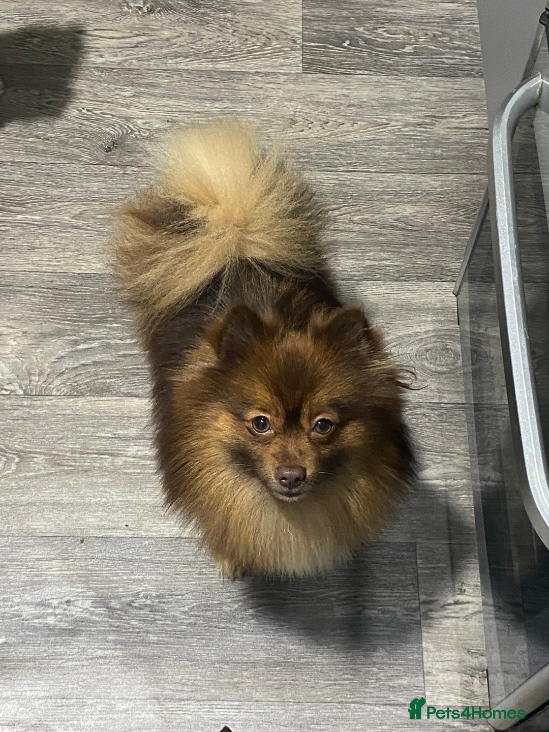 Pomeranian dogs for stud: Chocolate Pomeranian for stud   - Advert 3