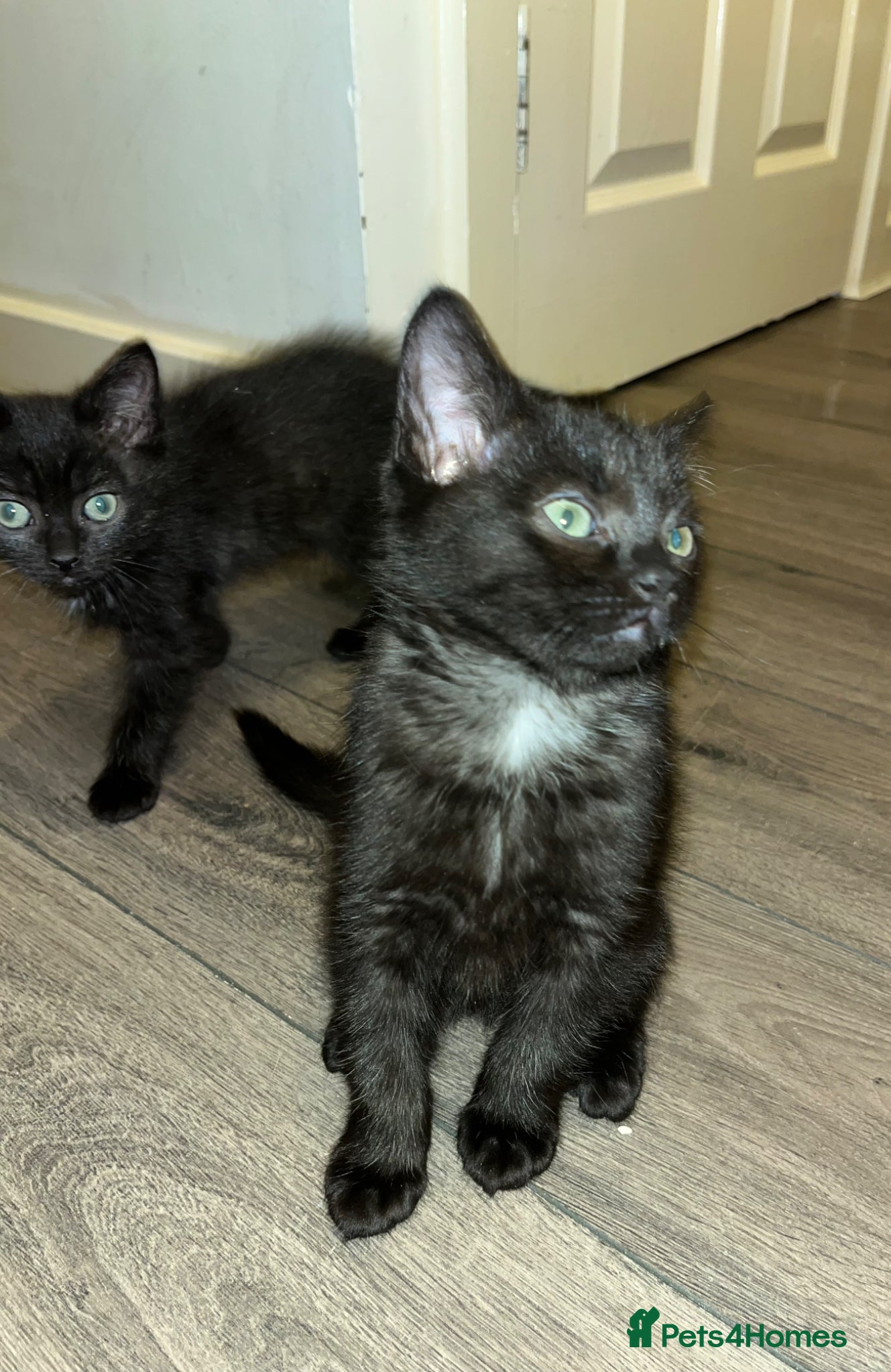 Ragdoll cats Ragdoll cross kittens(two males left) - Advert 1